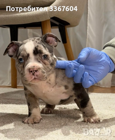 Американско були покет