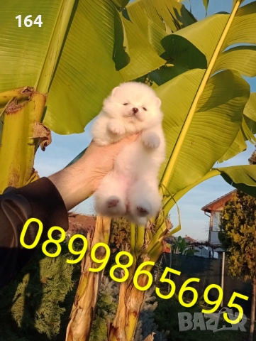 Бели Померани. Реални снимки от 10.12.25 г. , снимка 3 - Померан - 52725199