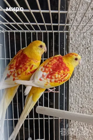 Пойни папагали Рубино!, снимка 2 - Папагали - 49890548