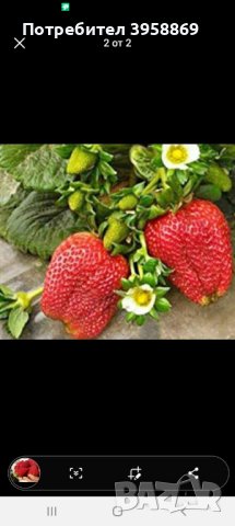 Предлагам ягоди и малини , снимка 4 - Градински цветя и растения - 44406340