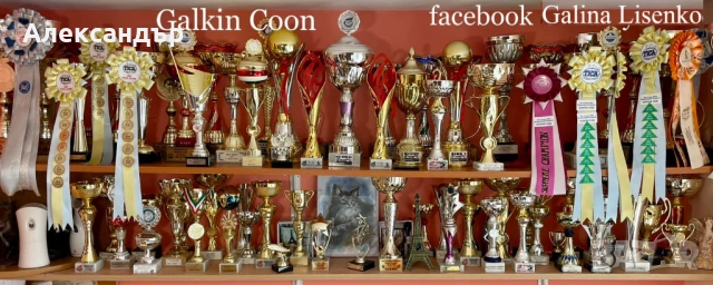 Котенца Мейн Куун с родословие, снимка 4 - Мейн кун - 53618290