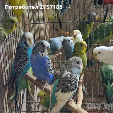 продавам вълнисти папагали , снимка 2 - Папагали - 53278612