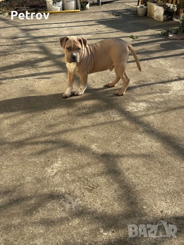 Американско були, снимка 2 - Питбул - 51911928