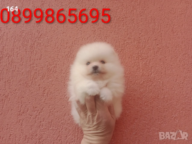 Померани. Момиче и момче. Реални снимки от 08.02.26 г., снимка 2 - Померан - 53324476