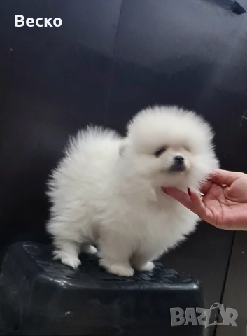 Померан мини мъжко , снимка 2 - Померан - 52907523