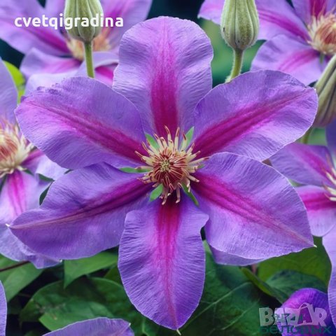 клематис clematis akaishi, снимка 4 - Градински цветя и растения - 39483822