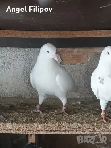 Пазарджишки гълъби, снимка 15 - Гълъби - 29897833