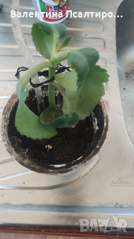 Каланхое дегреминтиана 