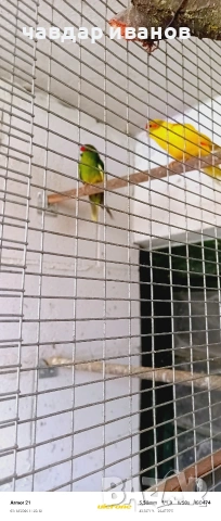 какарики мъжко и женско , снимка 3 - Папагали - 53835008