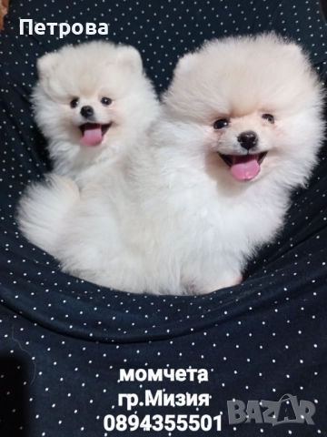 Продавам две мини померанчета момчета