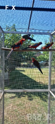 penantovi rozeli   , снимка 4 - Папагали - 51343821