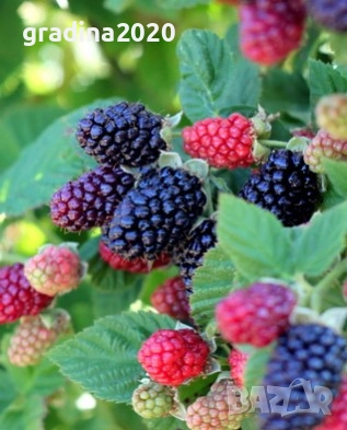 Розово цъфтяща сладка къпина (Лох мери), снимка 8 - Градински цветя и растения - 27265616