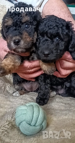 Продавам мини пудели, снимка 3 - Пудели - 52791076