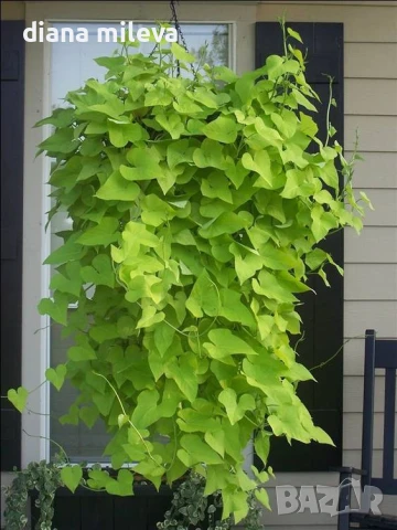 Ипомея Батат, два различни зелени сорта!, снимка 3 - Градински цветя и растения - 51230396