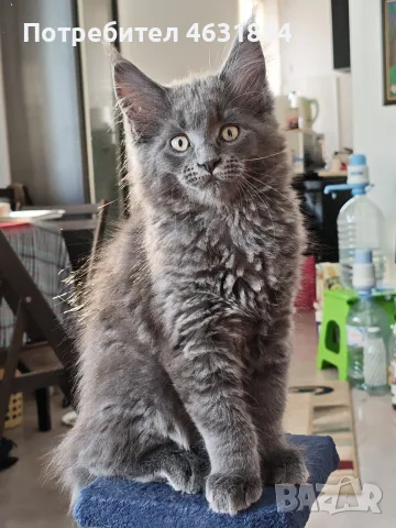 Котенца Мейн-Кун , снимка 2 - Мейн кун - 55846069