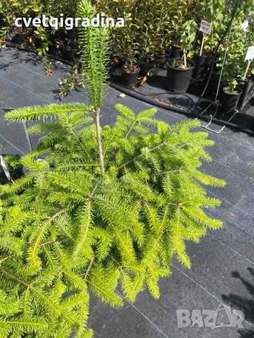 Abies nordmanniana – Нордманова ела-Коледна елха