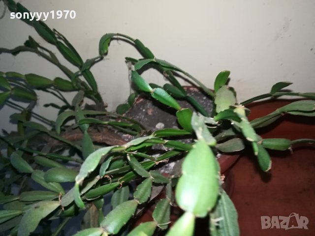 ЦВЕТЕ В САКСИЯ-КОЛЕДАРЧЕ 1802240754, снимка 4 - Стайни растения - 44348218