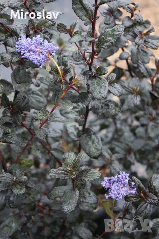 Калифорнийски люляк (Червенолистен), снимка 3 - Градински цветя и растения - 49665645