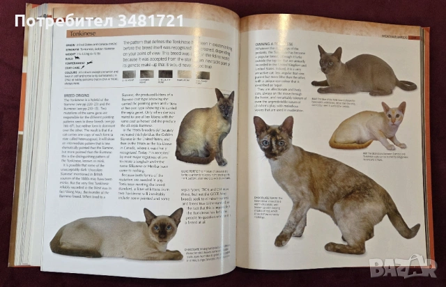 Енциклопедия на котките / Encyclopedia of Cats, снимка 9 - Енциклопедии, справочници - 53748636