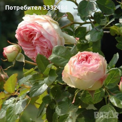 Роза 59, снимка 2 - Градински цветя и растения - 41902824