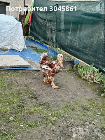 Орпингтон порцелан , снимка 4 - Кокошки и пуйки - 53690461