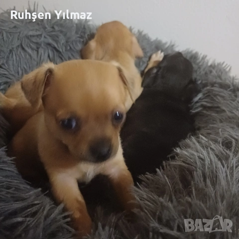 Продавам 4 пинчера на 40 дена 3 женски 1 мъжко , снимка 2 - Пинчер - 53099622