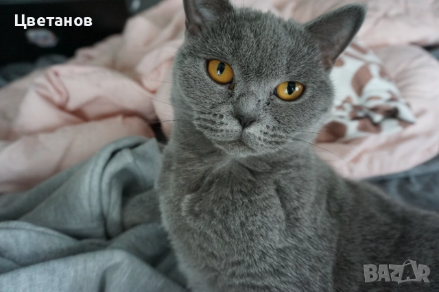 Британска късокосместа, снимка 2 - Британска късокосместа - 52973213