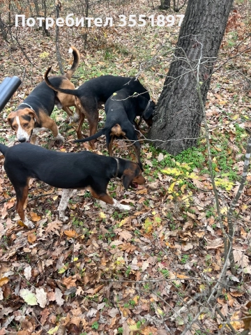 Продавам четири ловни гончета , снимка 13 - Гонче - 52538759