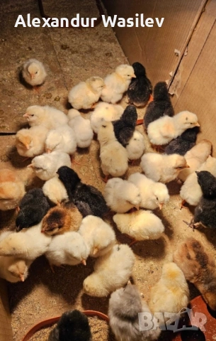 Малки пилета ярки