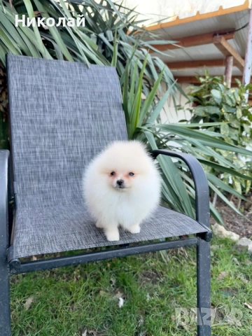 Померан мини момиче със втора ваксина, снимка 5 - Померан - 52931005