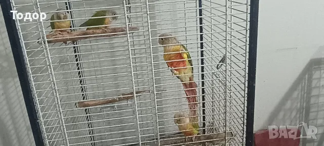 Пирури, снимка 7 - Папагали - 47197088