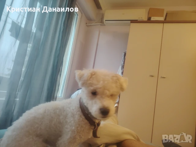 Френски Бишон фризе търси дама , снимка 3 - Болонка - 51145379