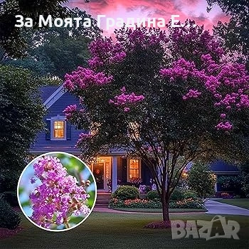 Лагерстремия - Индиански Люлак 