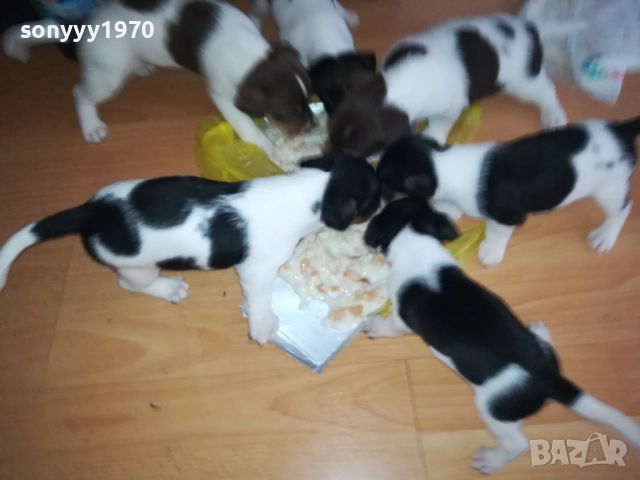 джак ръсел-кученце по избор 250лв за брой 1809250756, снимка 11 - Джак ръсел териер - 51752344