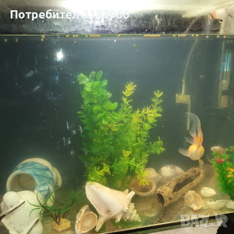 голям аквариум с рибки оборудван 50 х 40 х 24, снимка 7 - Аквариуми - 53830698