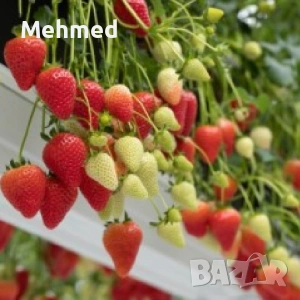 Продавам разсад целогодишни ягоди сорт Малинг шампион, снимка 2 - Разсади - 53259030