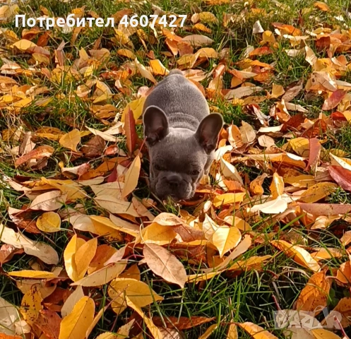 Френски булдог, снимка 3 - Френски булдог - 52350925