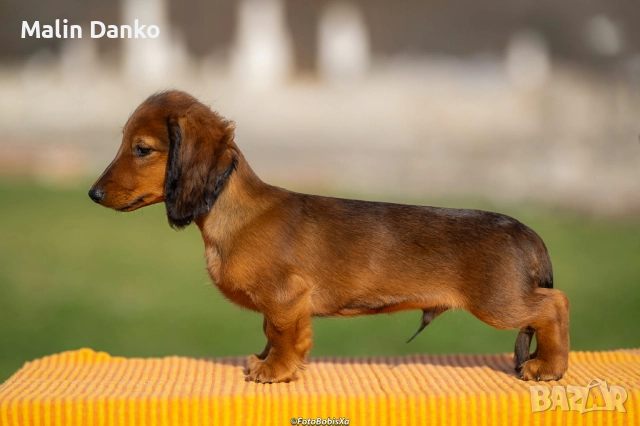  Дългокосмест  дакел, снимка 4 - Дакели - 52788368