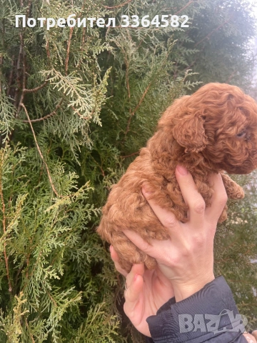 Мини пусел, снимка 16 - Пудели - 53276952