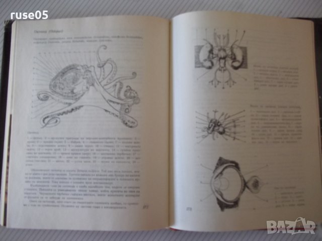 Книга "Октоподите - Жак-Ив Кусто / Филип Диоле" - 200 стр., снимка 5 - Специализирана литература - 42599669