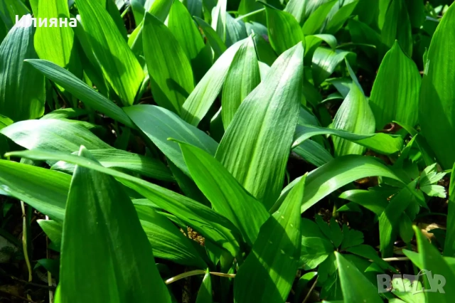 Самардала,Левурда,Иглика,Коприва,Лапад,Розмарин,Песто от Коприва,Песто от Левурда, снимка 2 - Сортови семена и луковици - 44686395