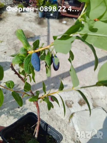 Лоницера Камчатика Зойка - Майска боровинка, снимка 8 - Разсади - 48785552