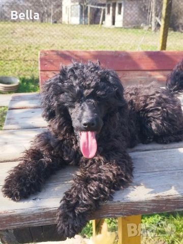 Мини пудел , снимка 3 - Пудели - 53701466