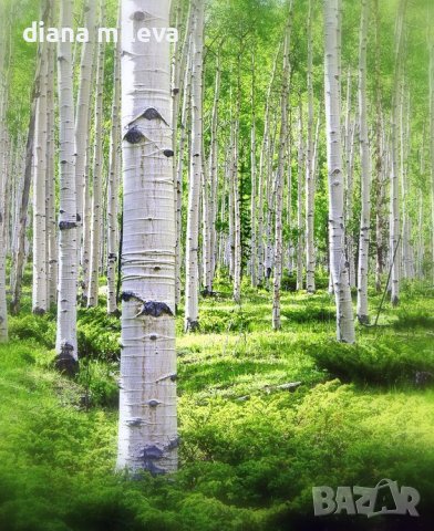 Бяла бреза (Betula pendula), снимка 1