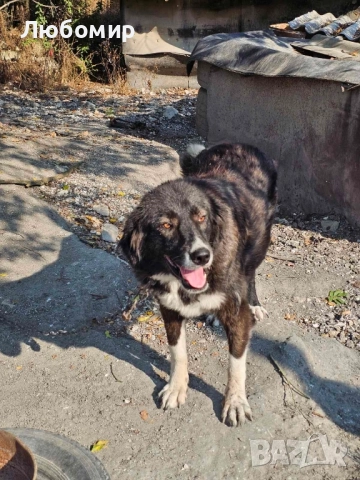 Каракачанки