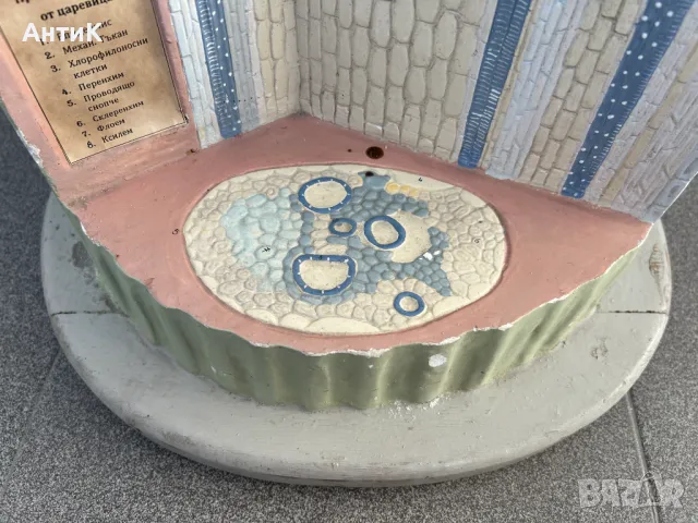 Соц Учебен Макет Модел Биология Учтехпром, снимка 5 - Антикварни и старинни предмети - 47947371