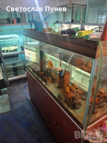 Продавам аквариомите по 50лв стила жители по 250лв, снимка 7 - Аквариуми - 51171328