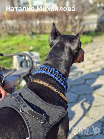 Продавам доберман, снимка 7 - Доберман - 53493235