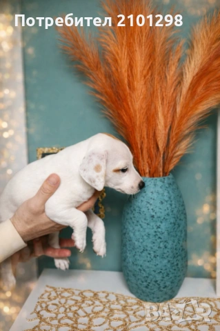 Джак Ръсел , снимка 2 - Джак ръсел териер - 53585388