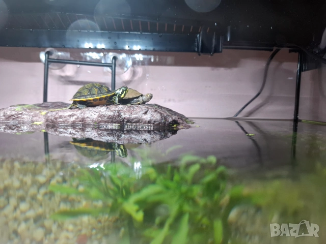 Продавам костенурки, при закупуване на 3-те, обща цена 30 евро, снимка 2 - Костенурки - 53617718
